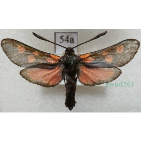 Zygaena trifolii (Esper, 1783) Kraśnik pięcioplamek Czech54a